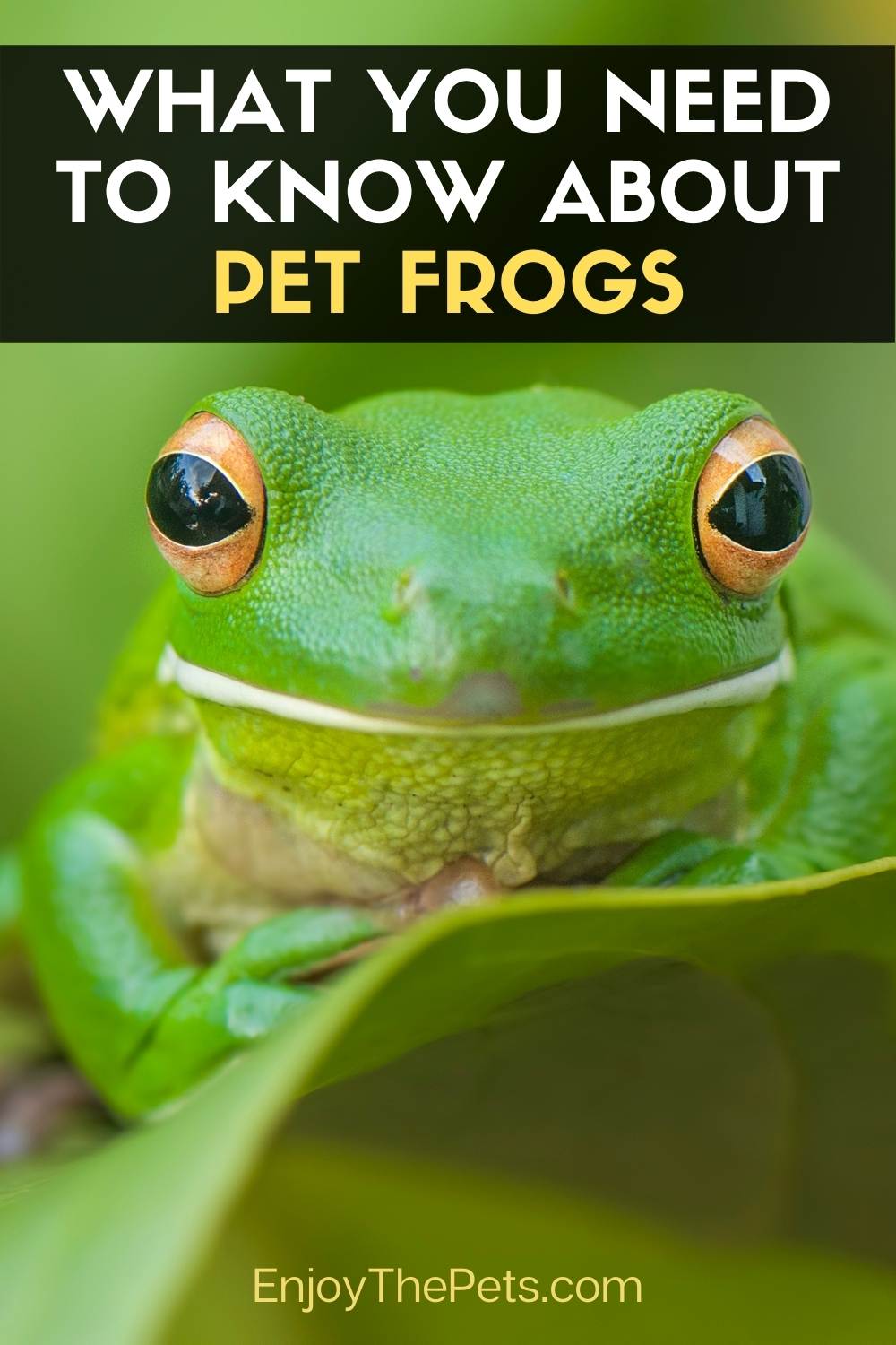 Frogs as Pets