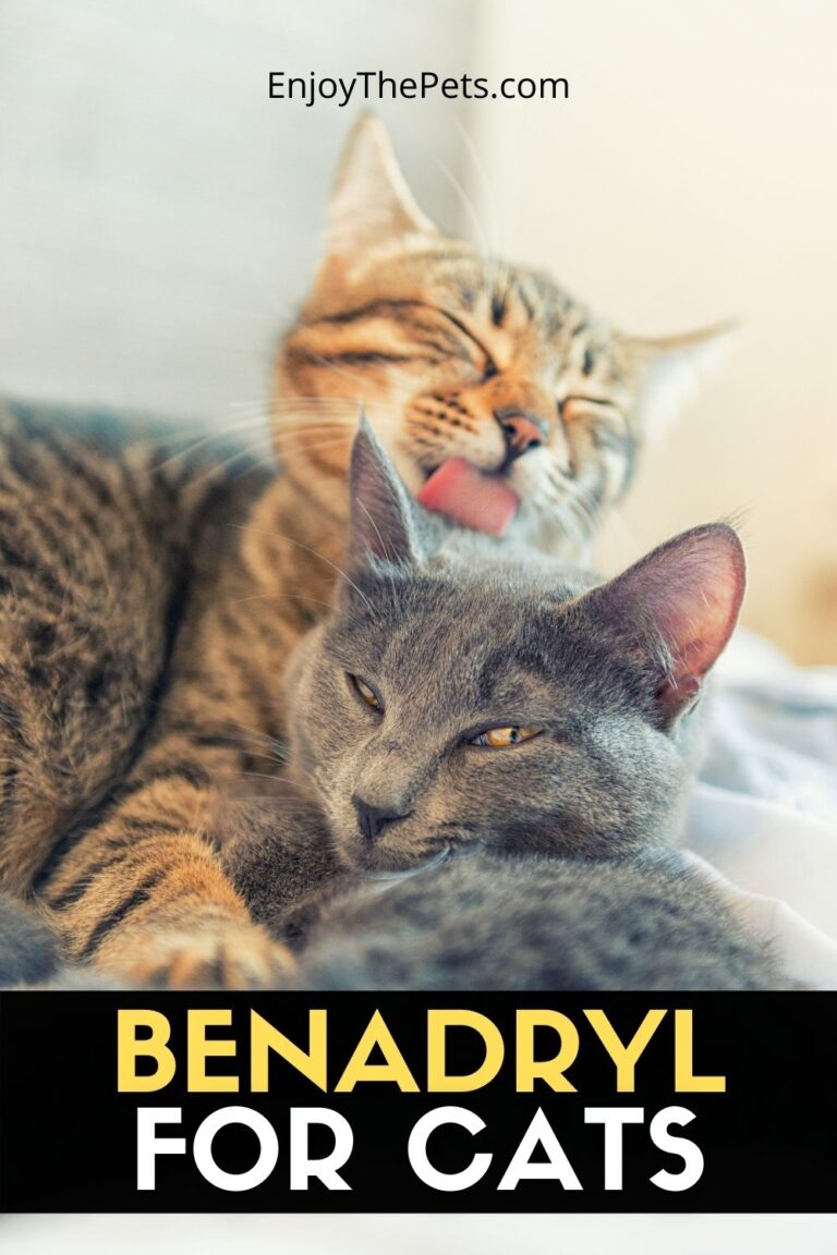 Benadryl for Cats Enjoy The Pets