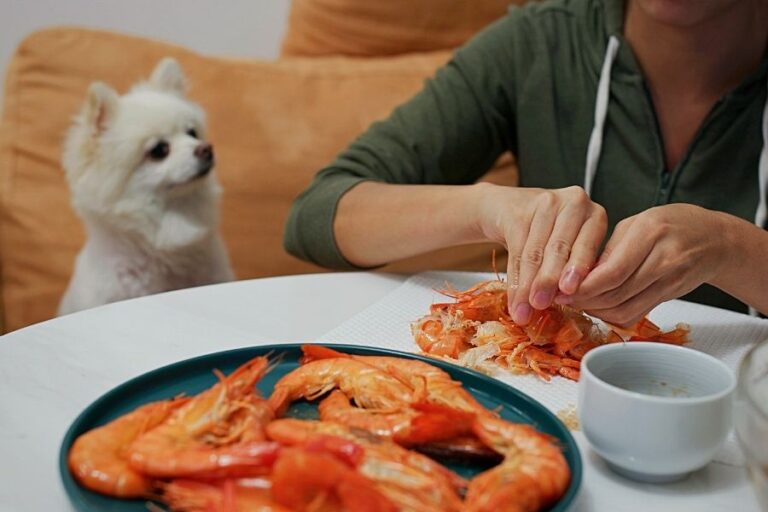 Can Dogs Eat Shrimp? Enjoy The Pets