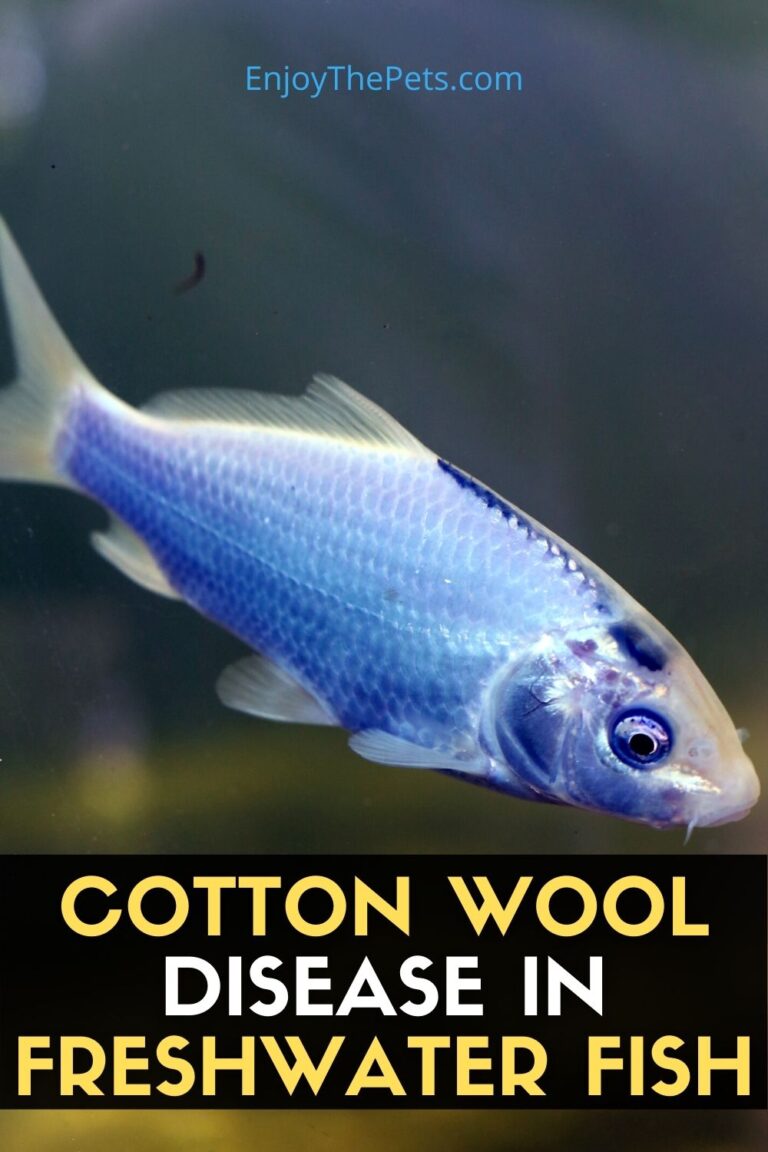 Cotton Wool Disease in Freshwater Fish - Enjoy The Pets