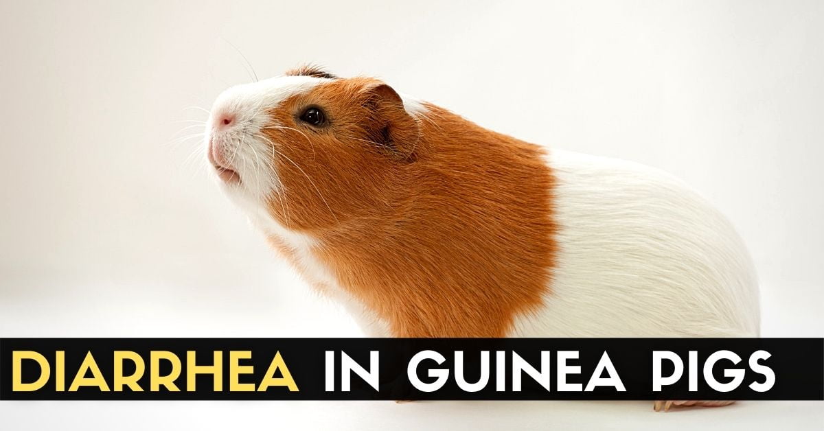 View of How do you Treat Diarrhea in Guinea Pigs? - Enjoy The Pets