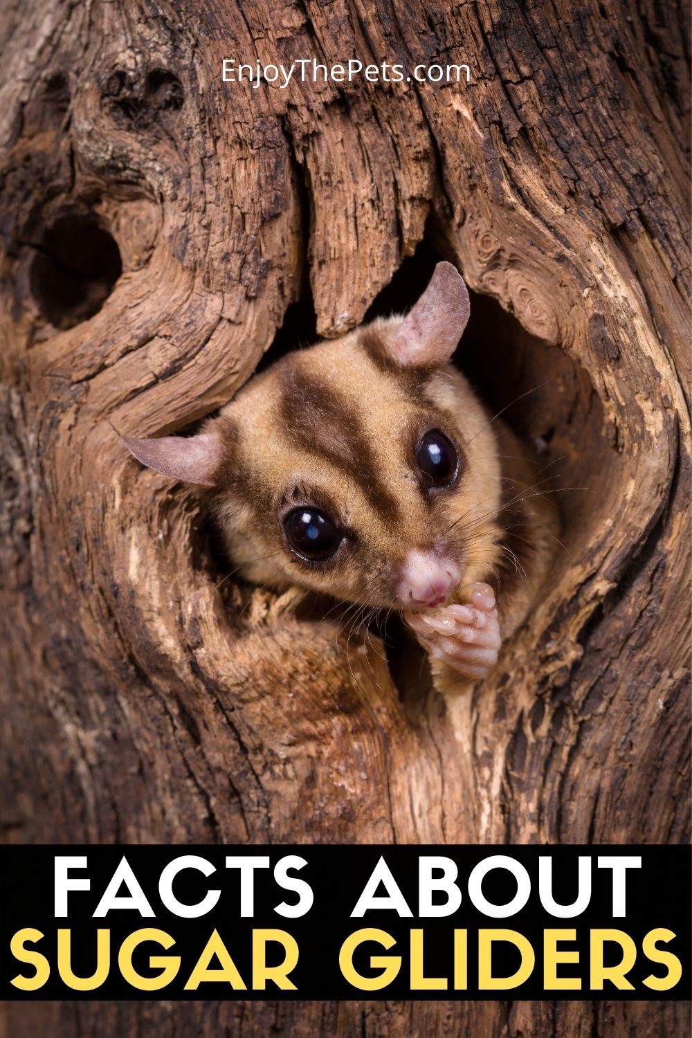 FACTS ABOUT SUGAR GLIDERS