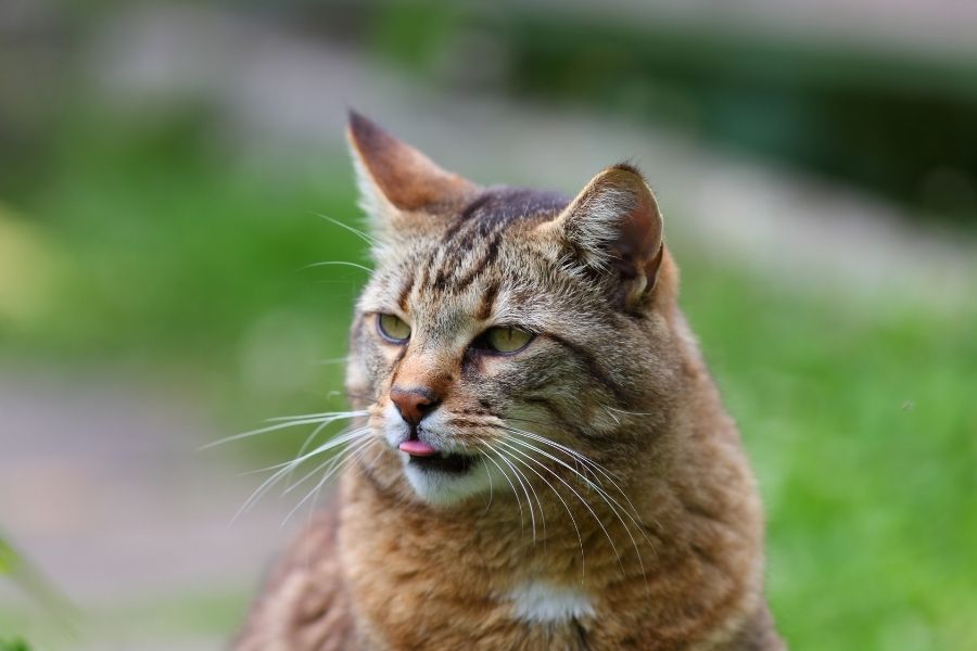 FELINE ASTHMA IN CATS (1)