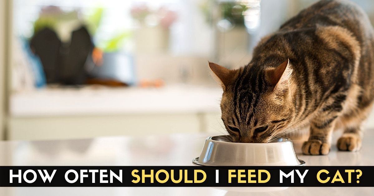 How Often Should I Feed My Cat? - Enjoy The Pets