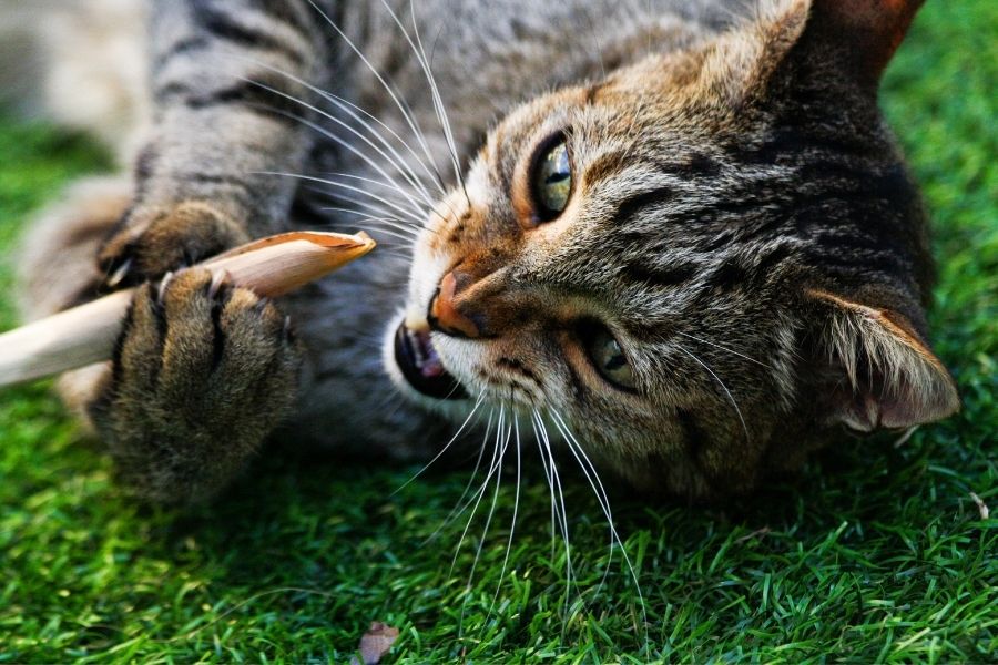 HOW TO STOP DESTRUCTIVE CHEWING IN CATS (1)