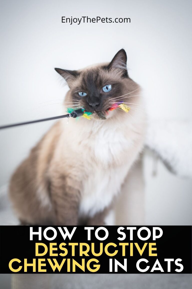 How to Stop Destructive Chewing in Cats Enjoy The Pets