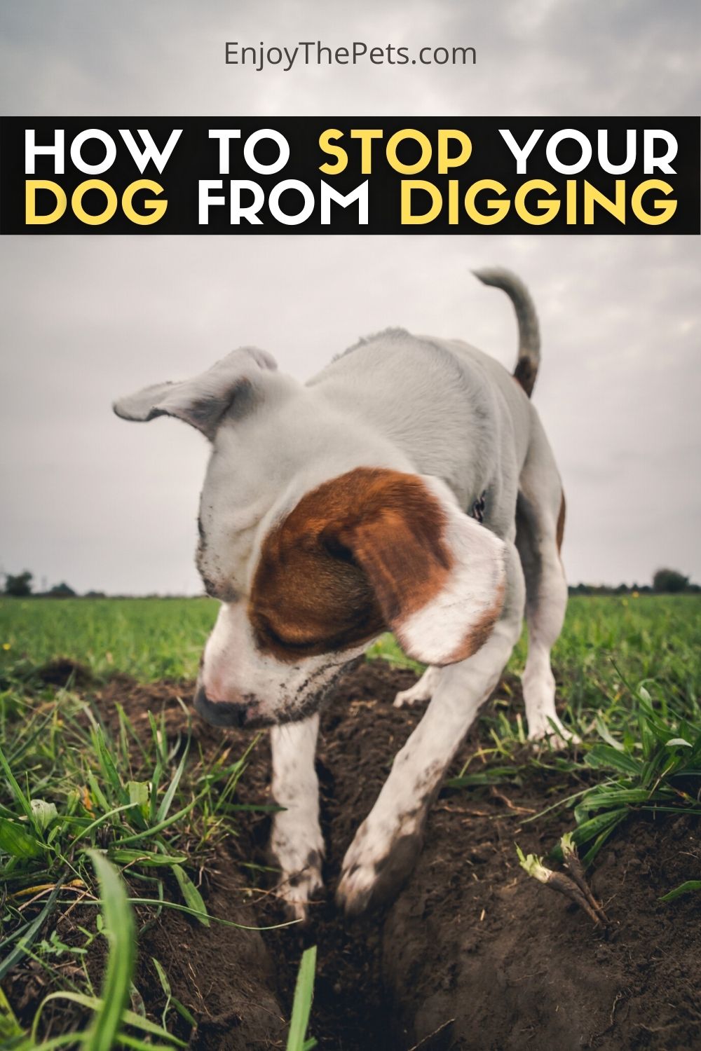HOW TO STOP YOUR DOG FROM DIGGING