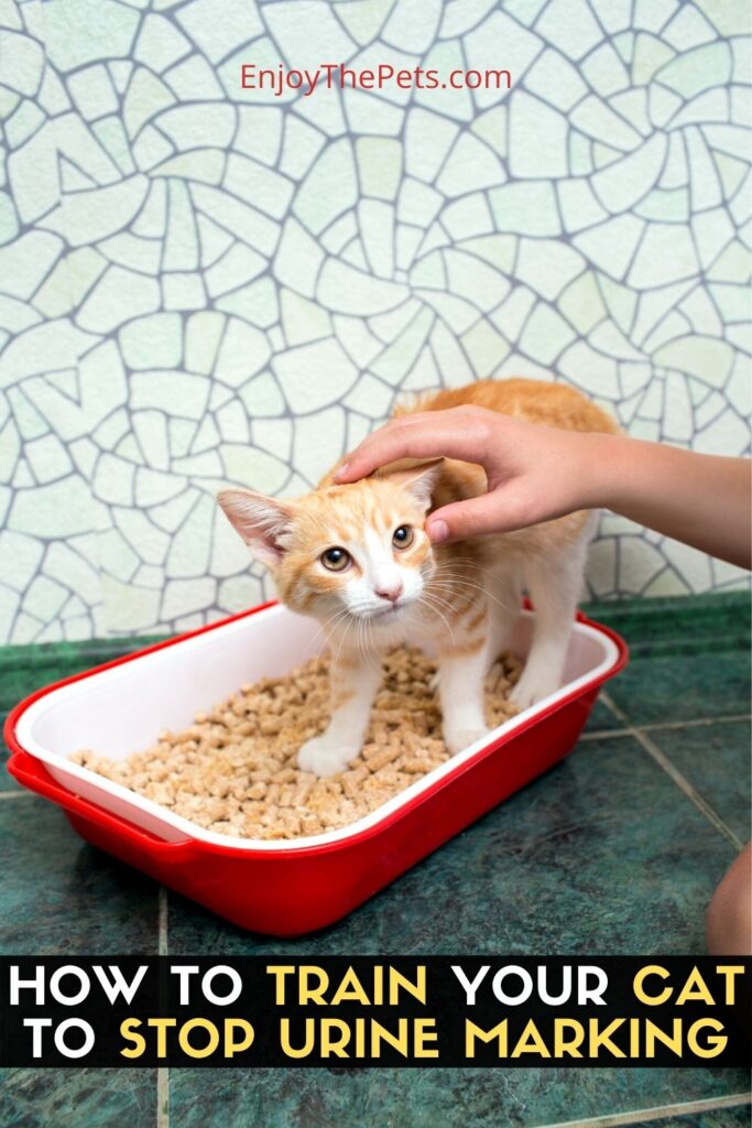 How to Train Your Cat to Stop Urine Marking Enjoy The Pets