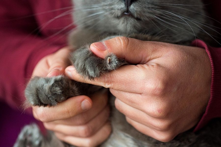 HOW TO TRIM YOUR CAT´S NAILS (2)