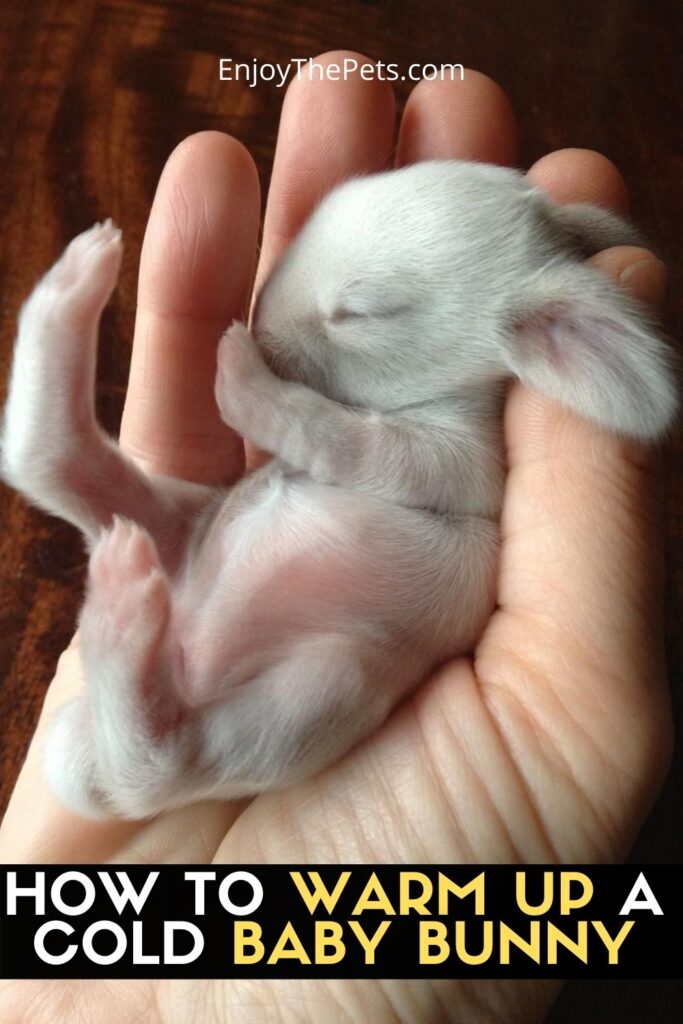 How to Warm up a Cold Baby Bunny Enjoy The Pets