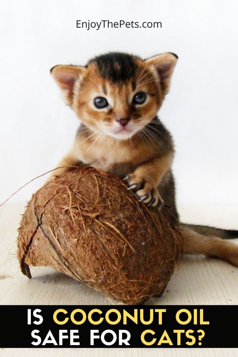 Is Coconut Oil Safe for Cats? Enjoy The Pets
