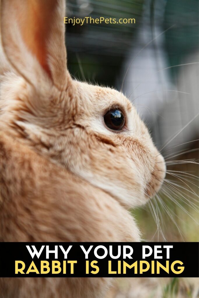 Why Your Pet Rabbit Is Limping - Enjoy The Pets