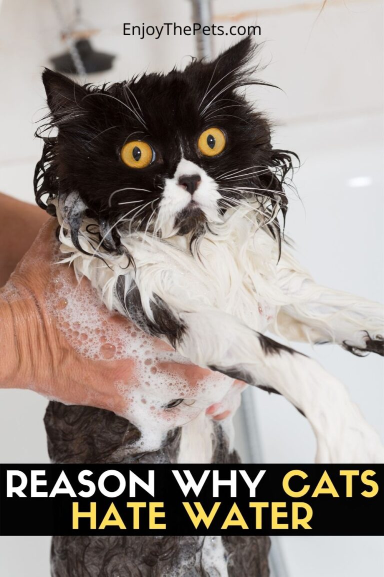 Reasons Why Cats Hate Water Enjoy The Pets