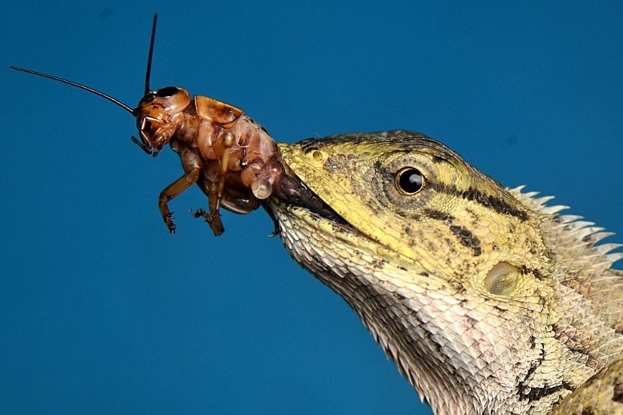 WHAT FOOD DO REPTILES EAT? 3