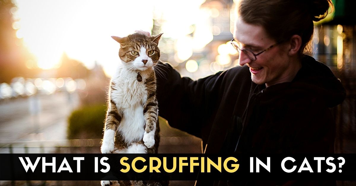 What Is Scruffing in Cats? Enjoy The Pets