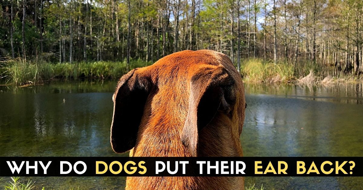 Why Do Dogs Put Their Ears Back? Enjoy The Pets