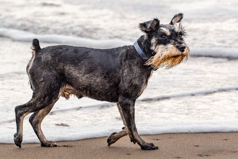 Why Does My Dog Stink? Enjoy The Pets