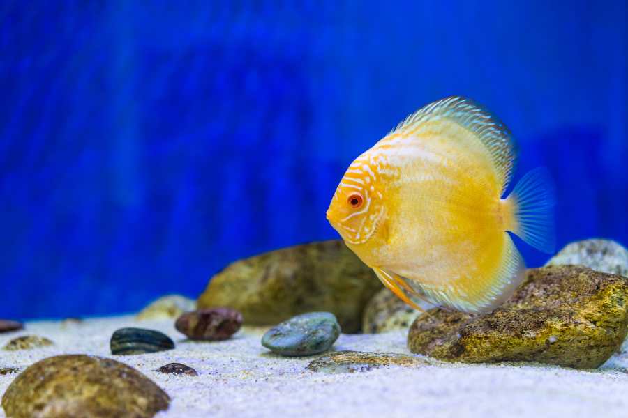 Add Fish to Your Aquarium