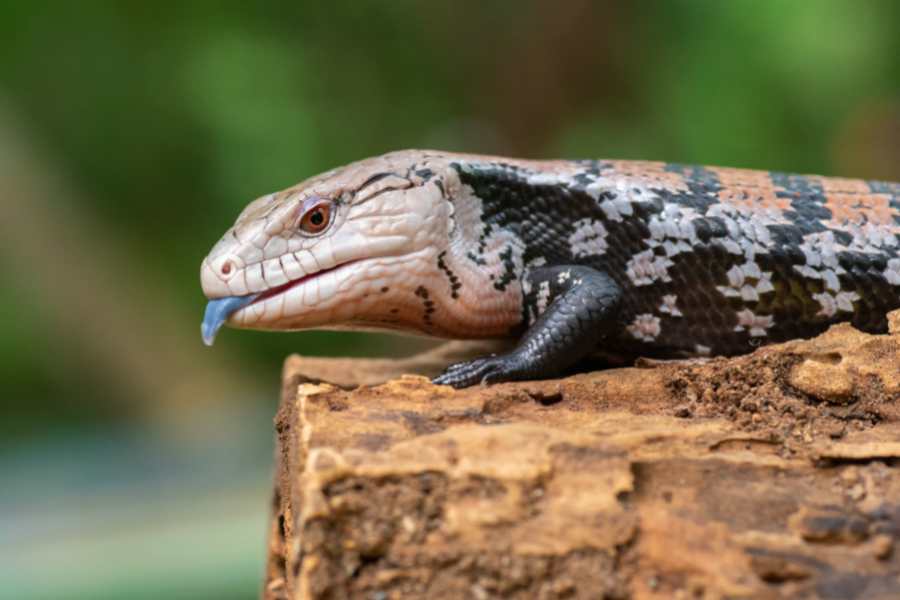 Are blue-tongued skinks good pets