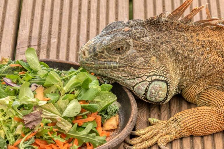 Picture of Iguana Care Essentials: A Beginner's Guide to Keeping Your Lizard Happy ...