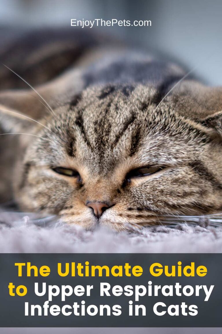 Feline URI: The Ultimate Guide to Upper Respiratory Infections in Cats ...