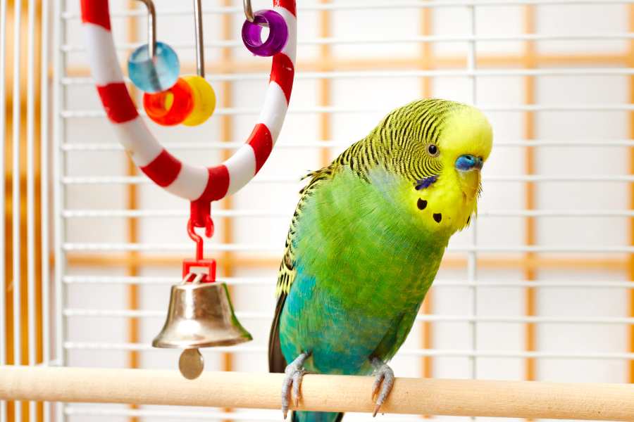 Finding the Perfect Toy for Your Feathered Friend