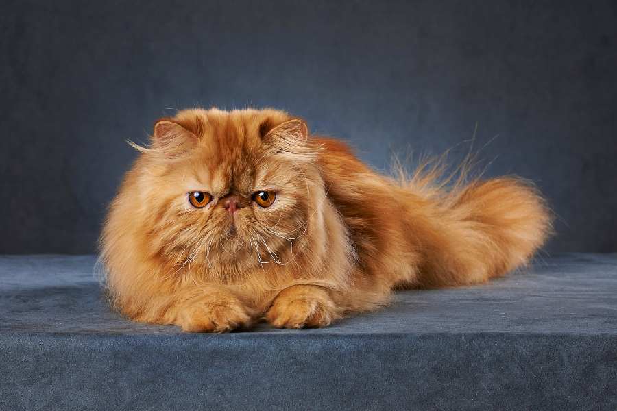 History of the Persian Cat Breed