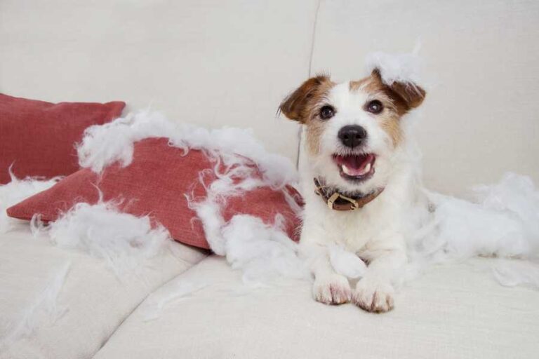 How To Prevent Separation Anxiety In Your Dog Saying Goodbye Photo Inspiration