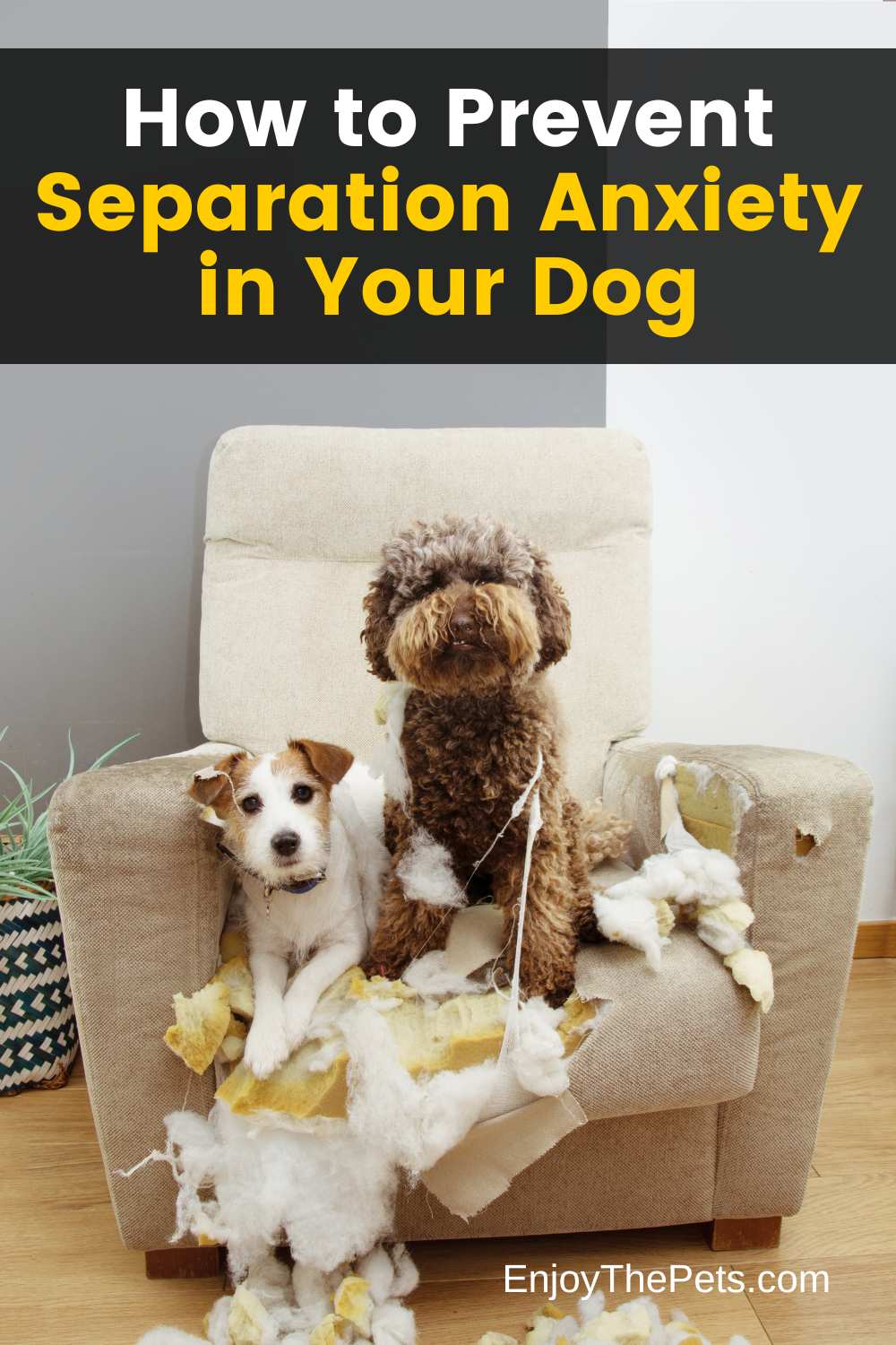 How to Prevent Separation Anxiety in Your Dog (Saying Goodbye Without the Anxiety)