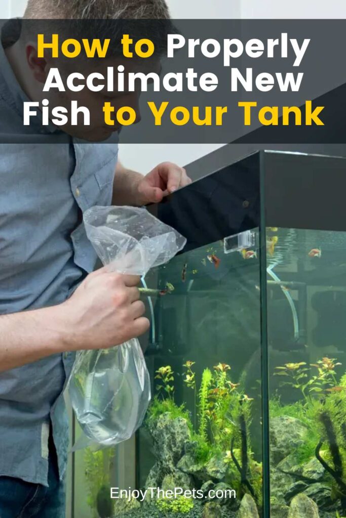 How to Properly Acclimate New Fish to Your Tank Enjoy The Pets