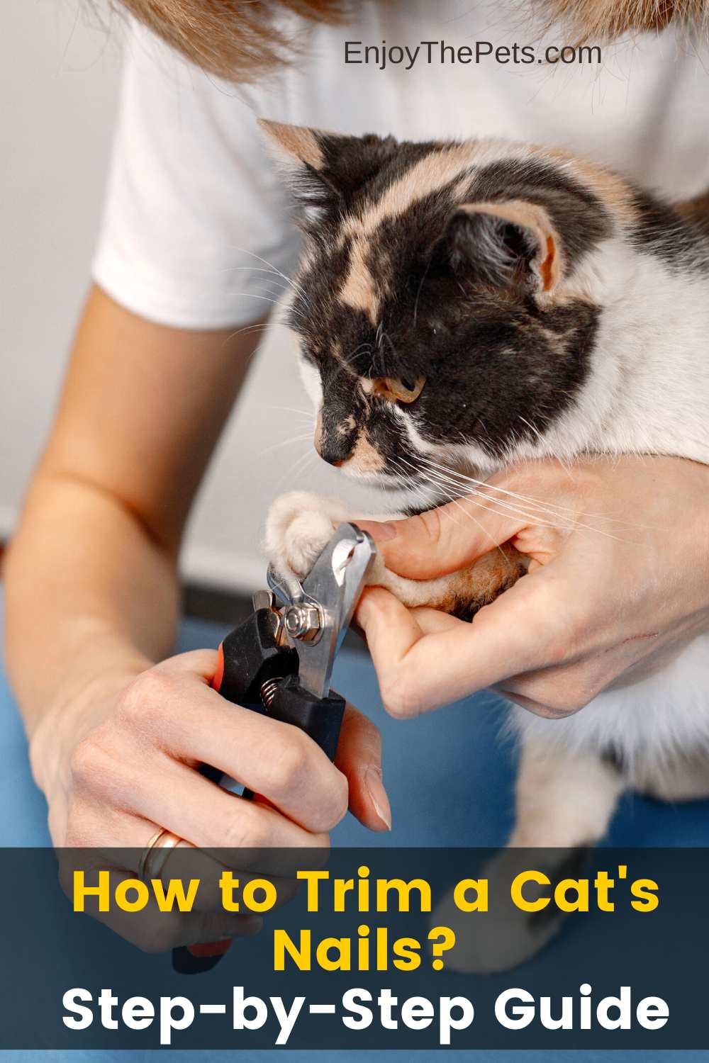 How to Trim a Cat's Nails A Step by Step Guide