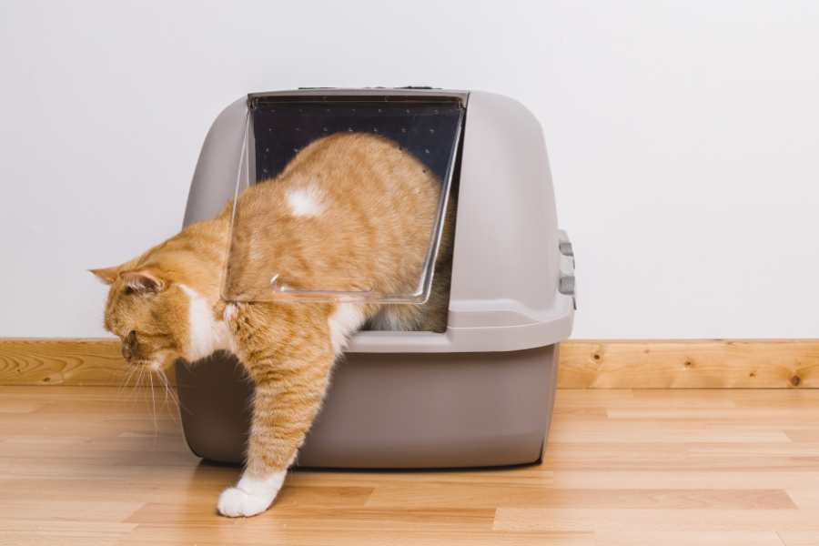 Litter Boxes and Waste Management Products