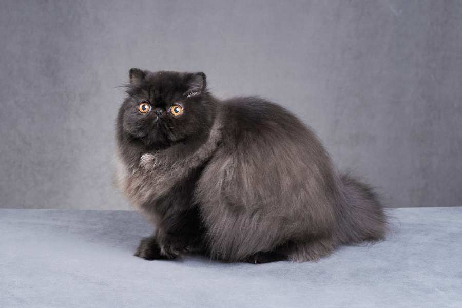 Physical Characteristics of the Persian Cat