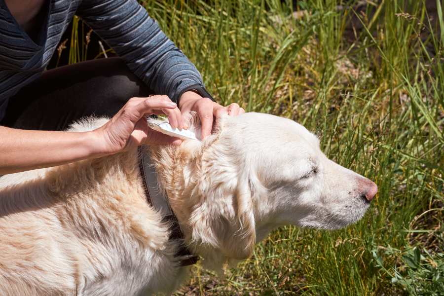 Prevent Fleas and Ticks on Dogs