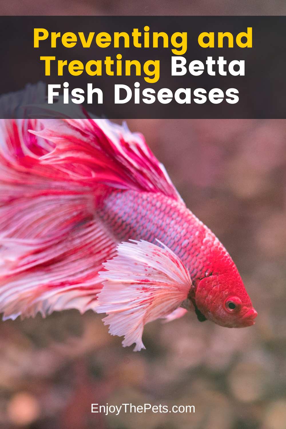 Preventing and Treating Betta Fish Diseases Essential Tips for a Healthy Betta