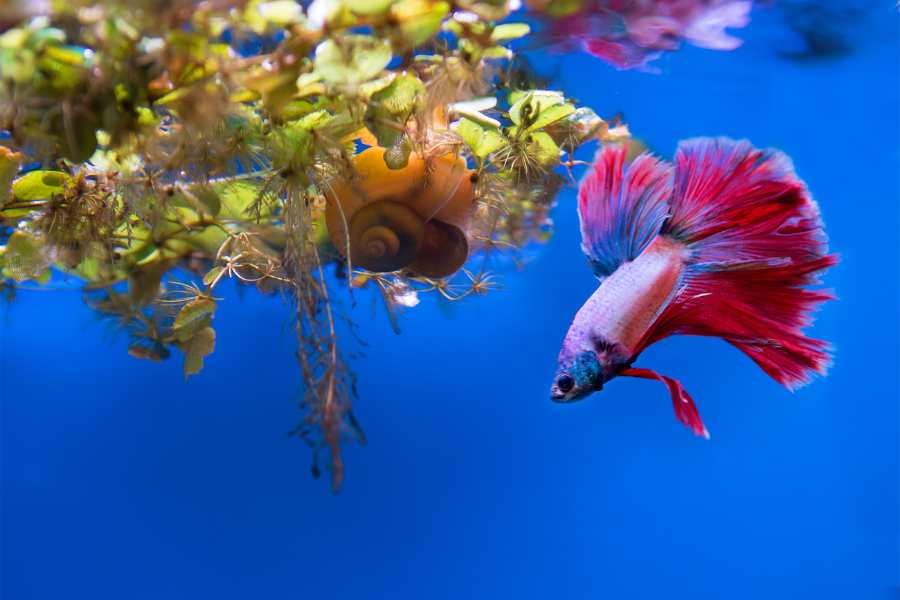 Preventing and Treating Betta Fish Diseases