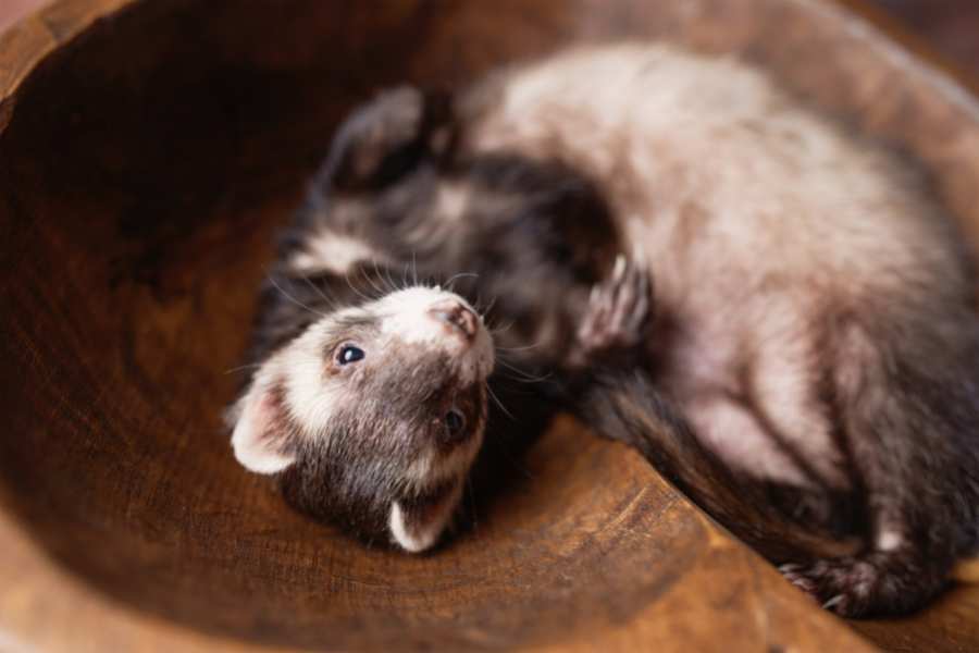 Safe and Comfortable Home for ferrets