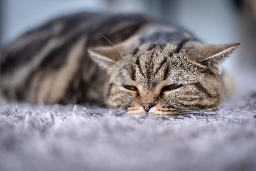 Symptoms of Upper Respiratory Infections in cats