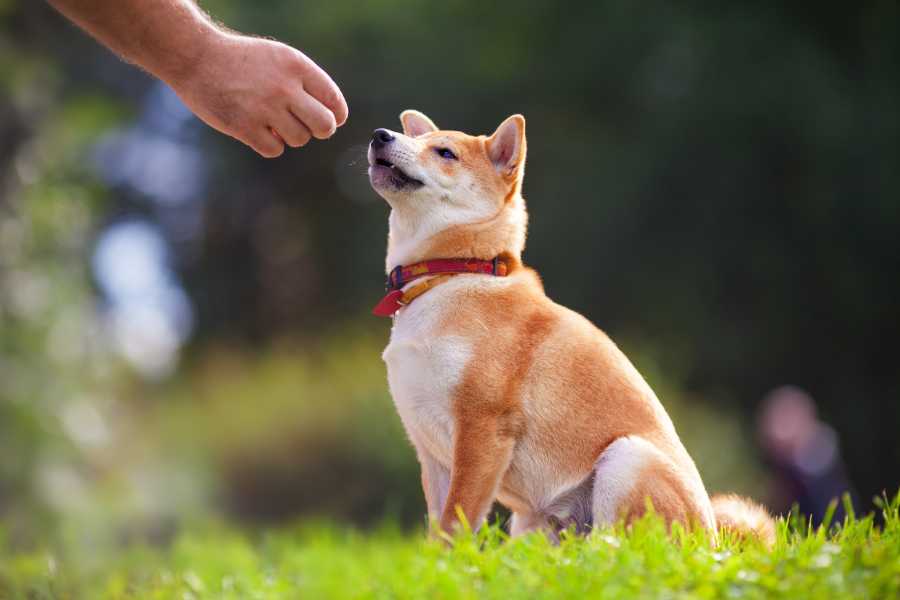 The Benefits of Dog Training