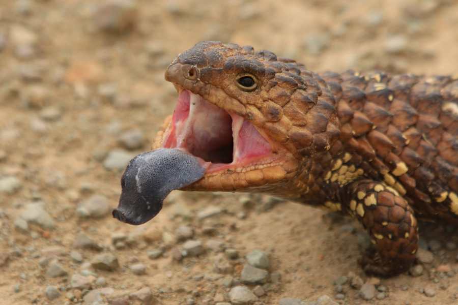 What kind of enclosure do blue-tongued skinks need