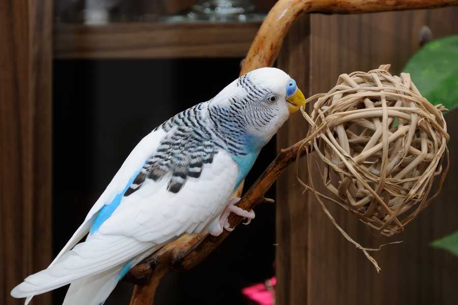 What makes Budgerigars such great pets