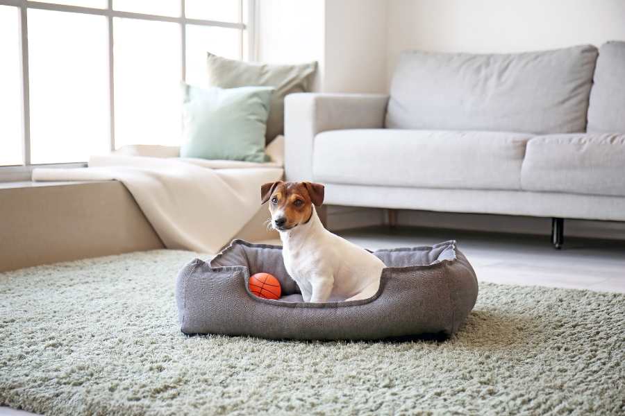 create a safe and comfortable living space for your pets