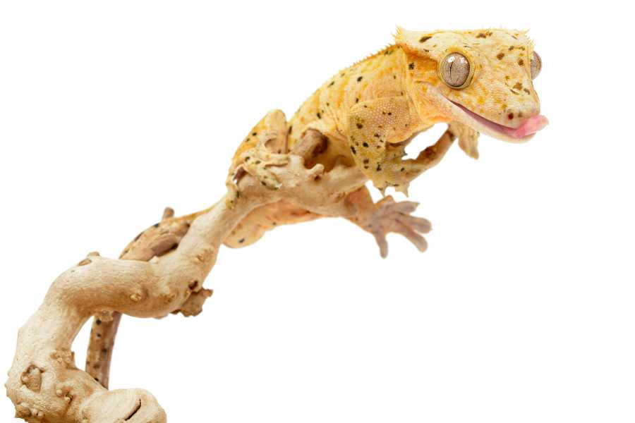 Can crested geckos live with other geckos