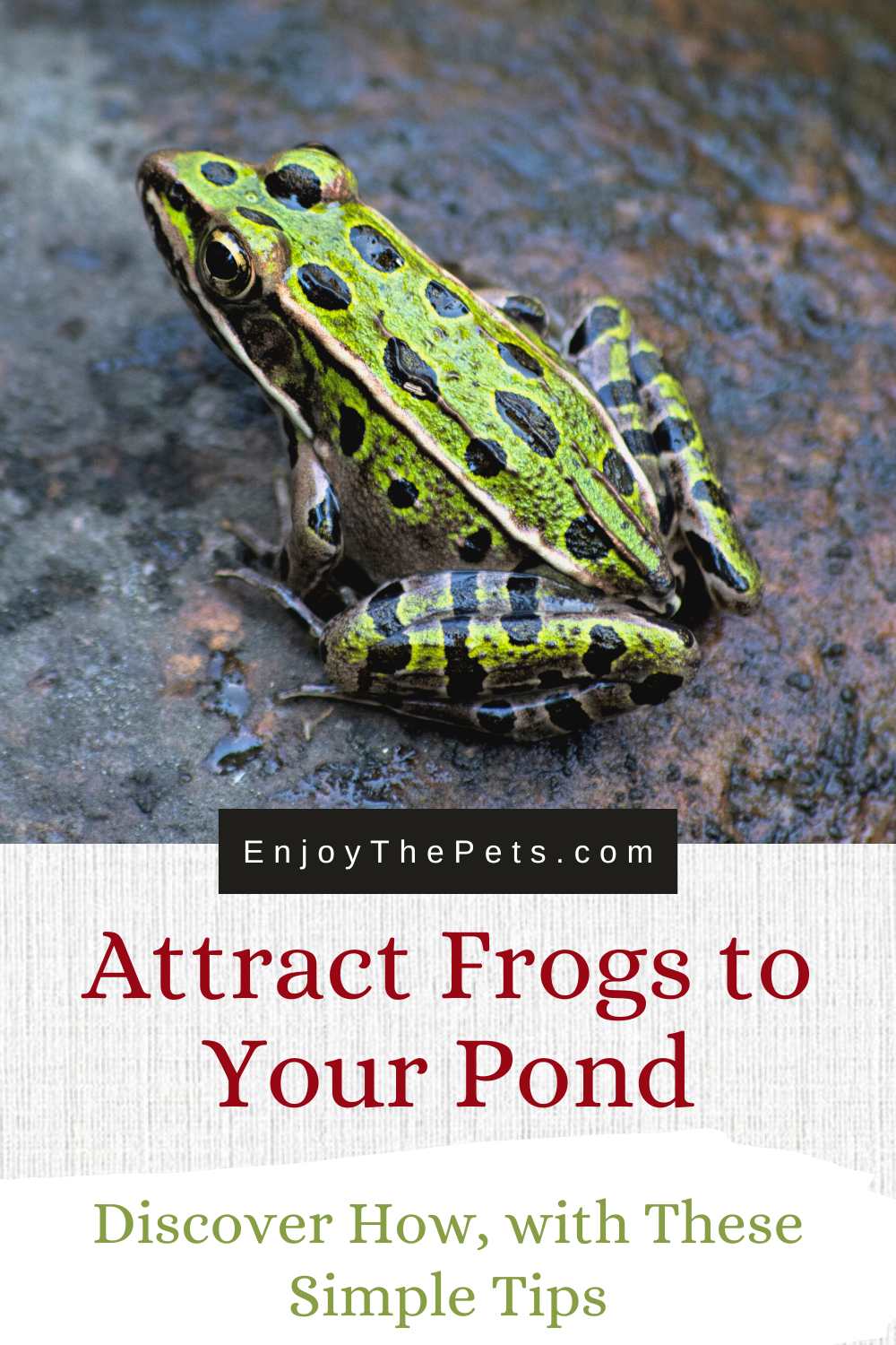 Discover How to Attract Frogs to Your Pond with These Simple Tips