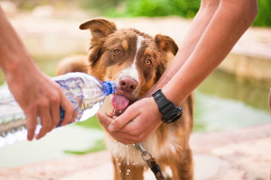 How to Keep Your Dog Hydrated