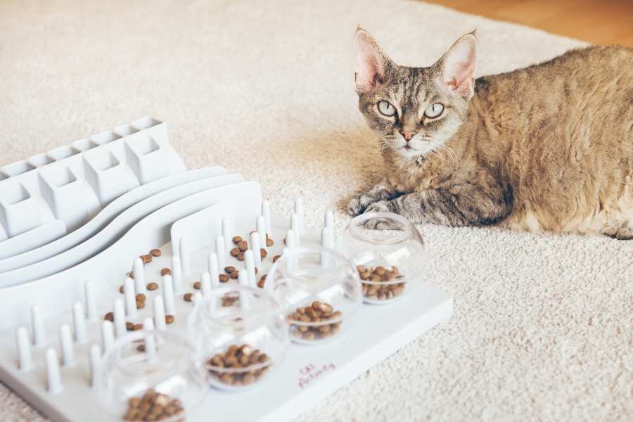 The Science of Cat Training