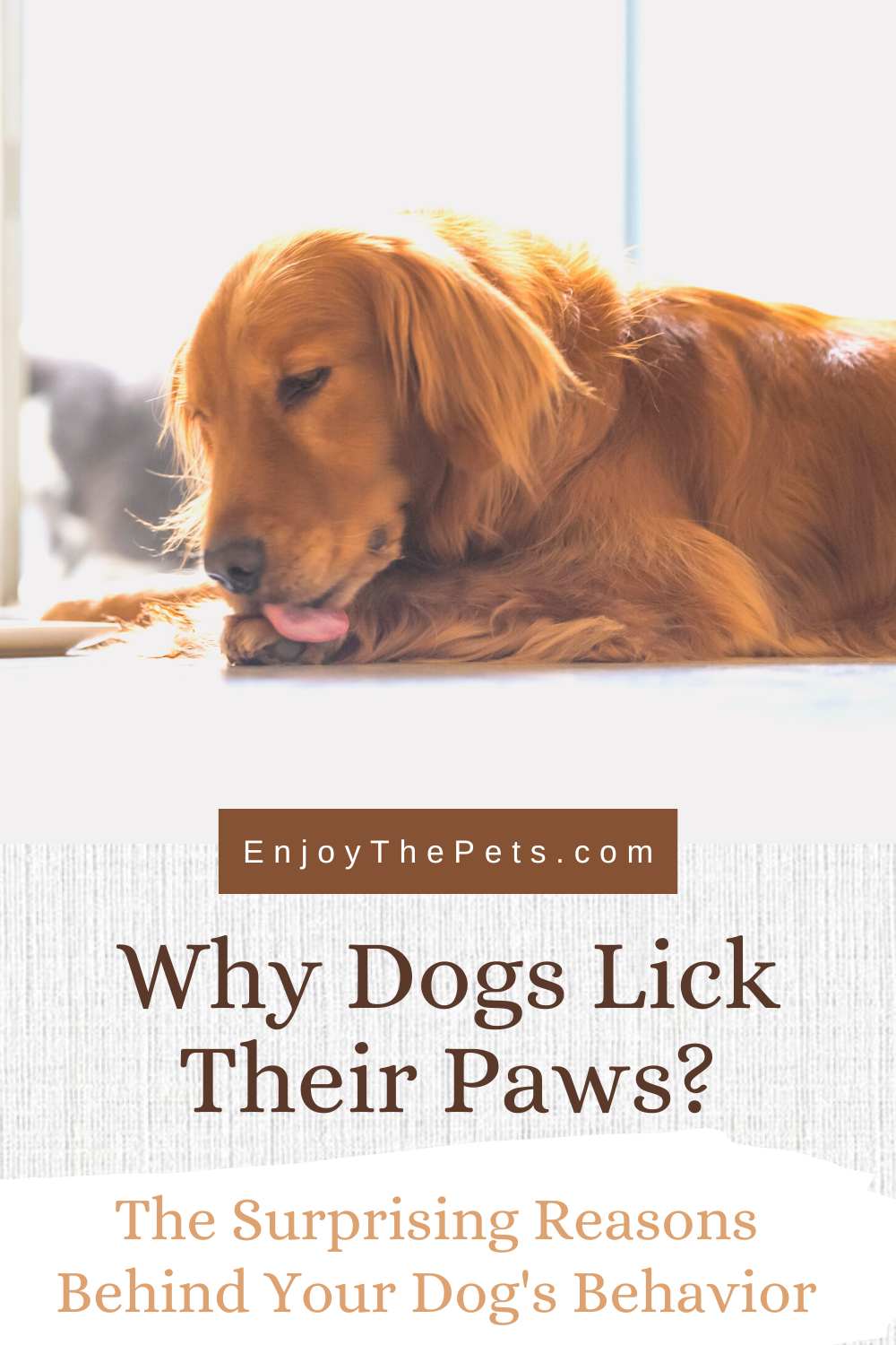 Why Dogs Lick Their Paws The Surprising Reasons Behind Your Dog's Behavior