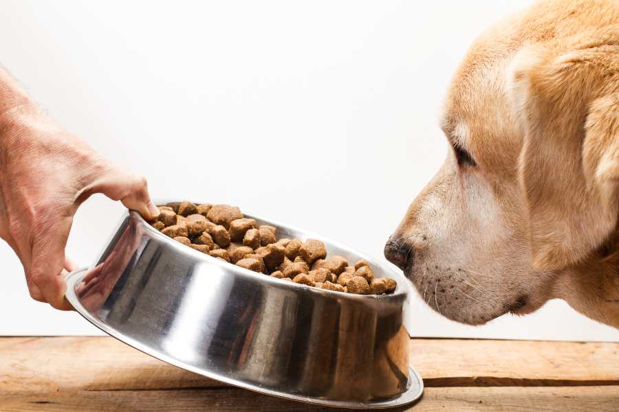 Labrador Dietary Concerns