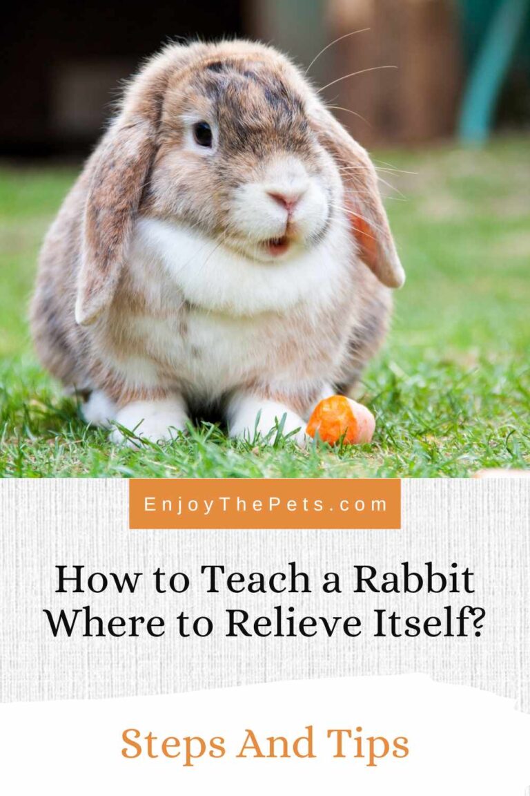 How to Teach a Rabbit Where to Relieve Itself?: Steps And Tips - Enjoy ...