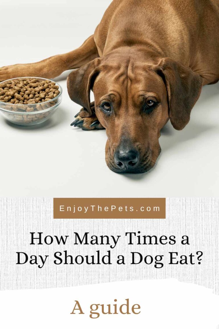 How Many Times a Day Should a Dog Eat?: A guide - Enjoy The Pets
